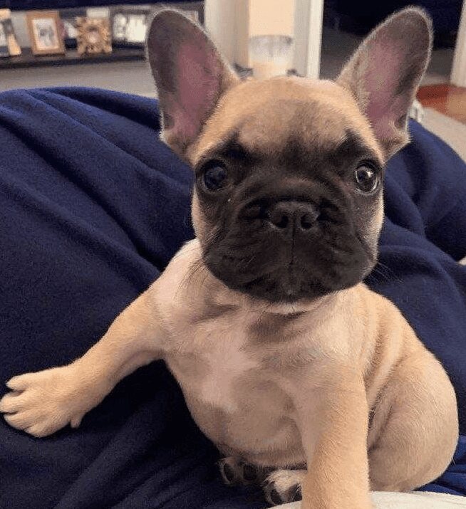 Atticus-Fry2